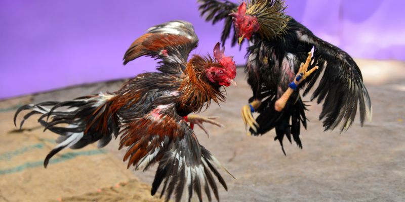 fighting cocks