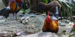 Traditional Cockfighting