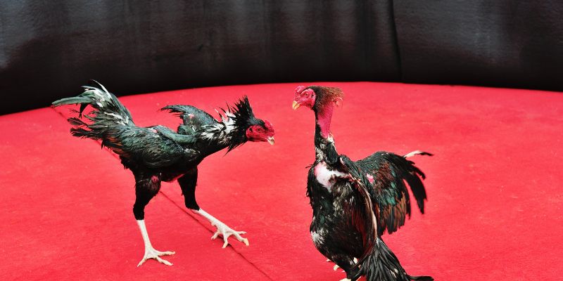 Traditional Cockfighting