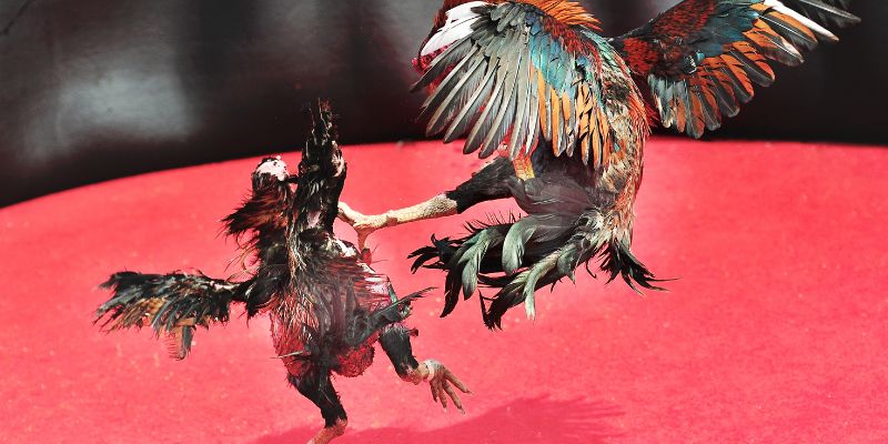 fighting cocks